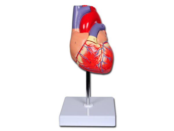 MODELLO CUORE LINEA "VALUE" - 2 parti - 1X