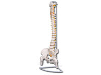 MOD. COLONNA VERTEBRALE CON FEMORI LINEA "VALUE"