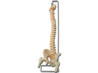 MOD. COLONNA VERTEBRALE CON FEMORI