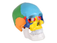 MODELLO CRANIO COLORATO LINEA "VALUE"- 3 parti - 1