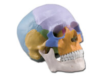 MODELLO CRANIO COLORATO - 3 parti - 1X