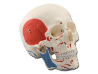 MODELLO CRANIO MUSCOLARE - 3 parti - 1X