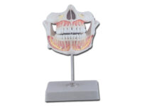 DENTATURA PERMANENTE