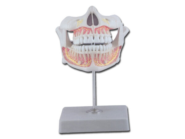 DENTATURA PERMANENTE